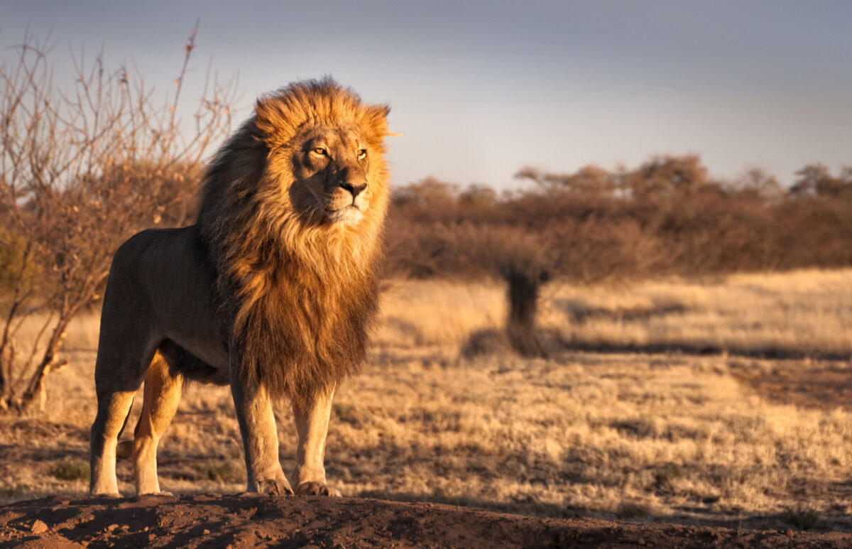 Luxury Travel to South Africa South Africa Vacation -Lifetime Getaways