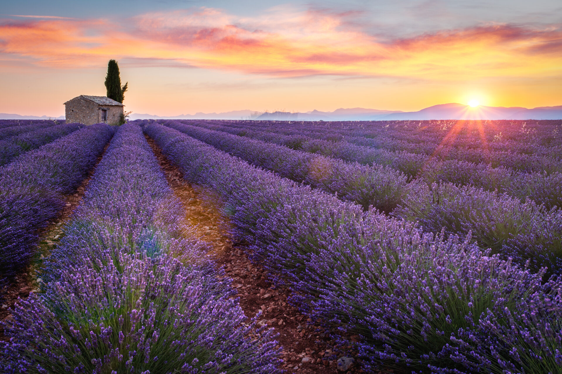 Lavender field in France
