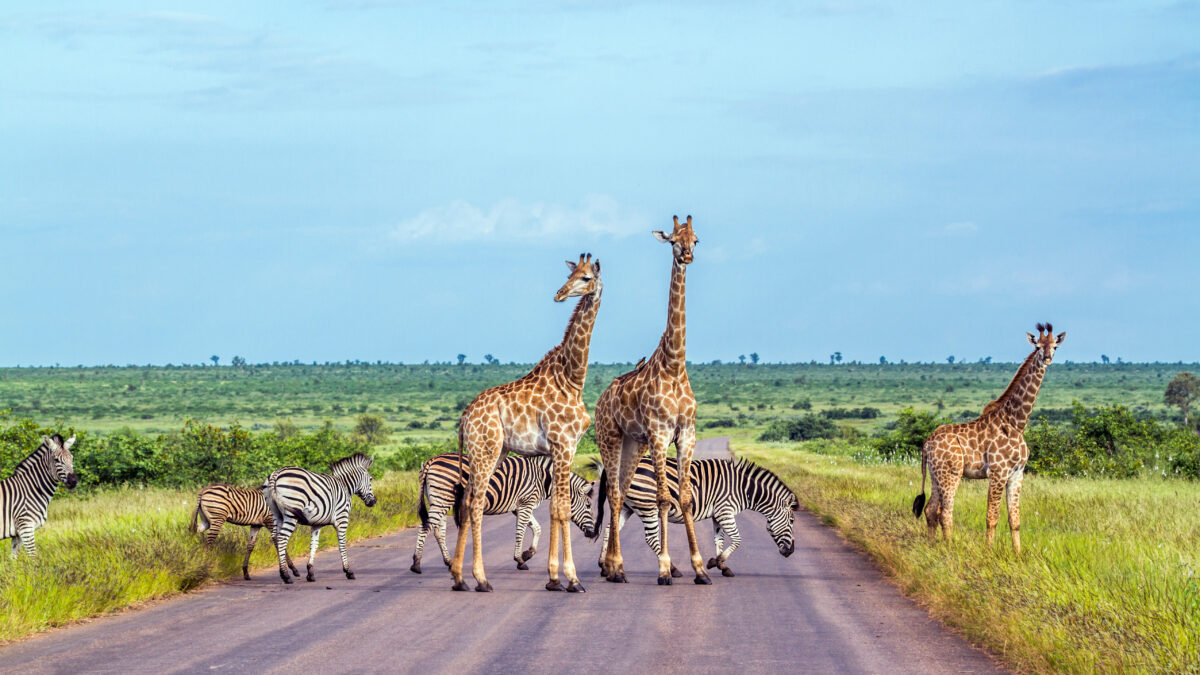 Luxury Travel to South Africa South Africa Vacation -Lifetime Getaways