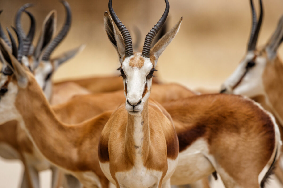 Luxury Travel to South Africa South Africa Vacation - Lifetime Getaways
