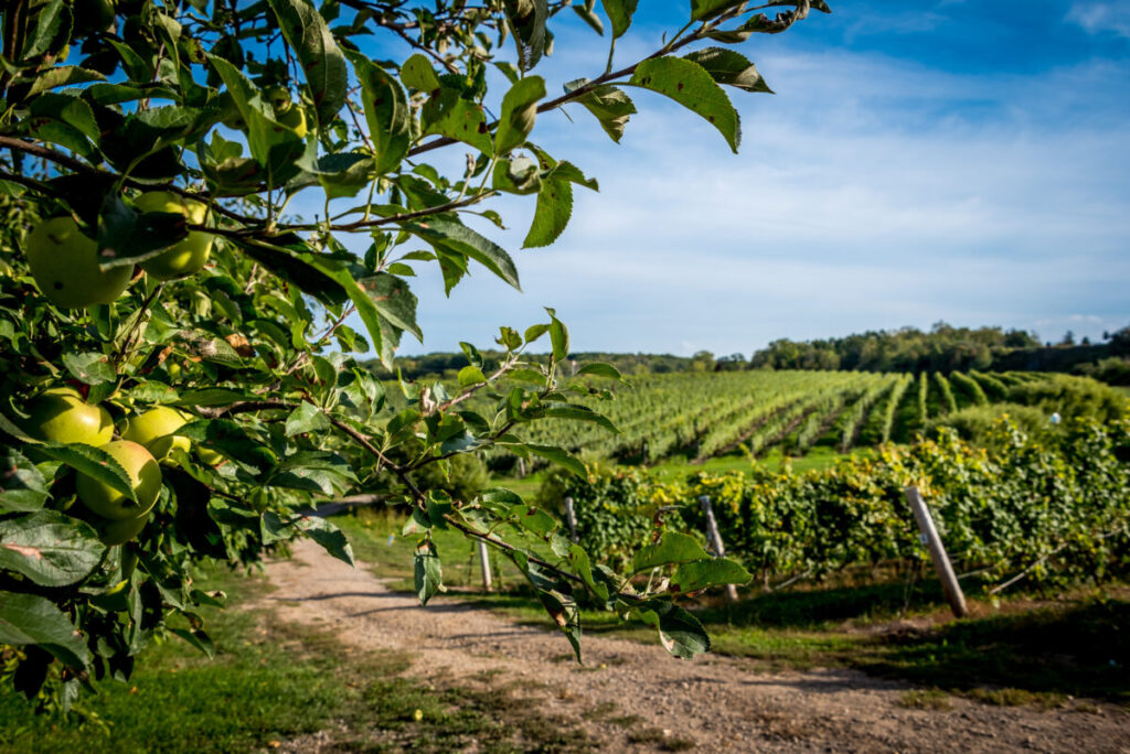 Canadian vineyard