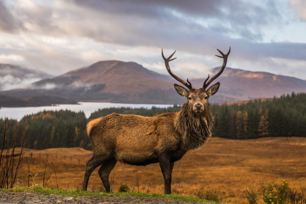 Wild Scottish stag, the Scottish highlands