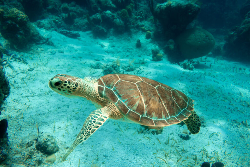 Sea turtle in the waters of Smith's Reef off the island of Providenciales, Turks and Caicos.